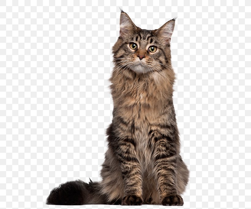 Maine Coon Siamese Cat Kitten Thai Cat Egyptian Mau, PNG, 592x684px, Maine Coon, American Wirehair, Asian Semi Longhair, Breed, California Spangled Download Free