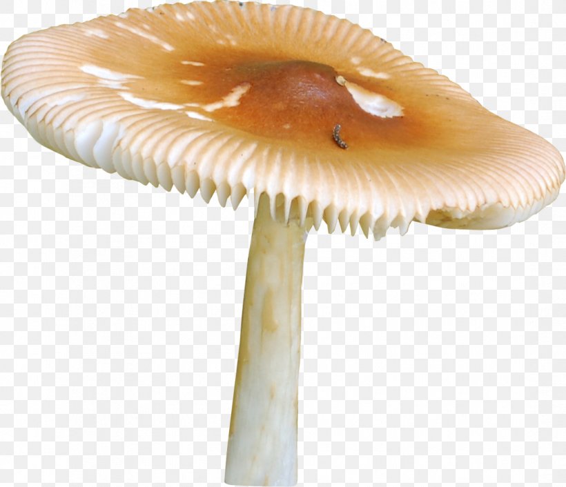 Mushroom Griby Raster Graphics Clip Art, PNG, 1094x943px, Mushroom, Cops, Fungus, Griby, Ingredient Download Free