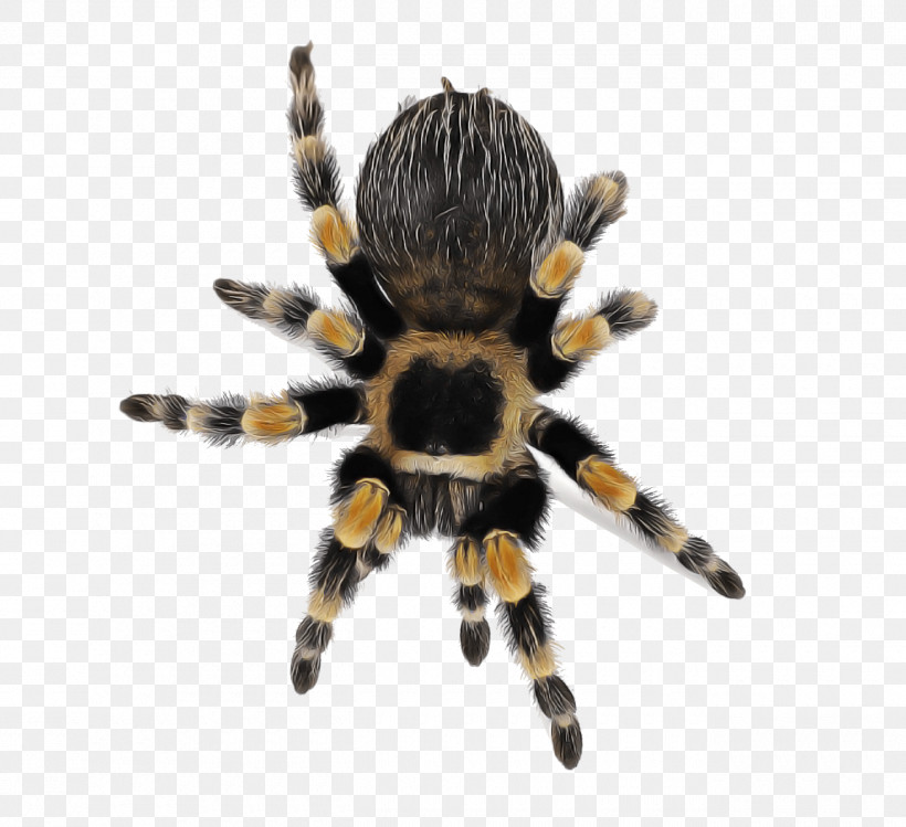 Spider Tarantula Arachnid Orb-weaver Spider Insect, PNG, 1300x1188px, Spider, Arachnid, Araneus, European Garden Spider, Insect Download Free
