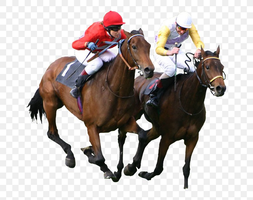 Thoroughbred The Kentucky Derby Epsom Derby Horse Racing Equestrian, PNG, 649x649px, Thoroughbred, Animal Sports, Bridle, English Riding, Epsom Derby Download Free