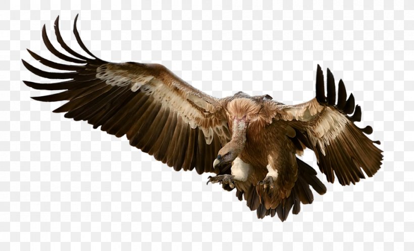 Turkey Vulture Clip Art Image, PNG, 960x584px, Turkey Vulture, Accipitriformes, Bald Eagle, Beak, Bird Download Free