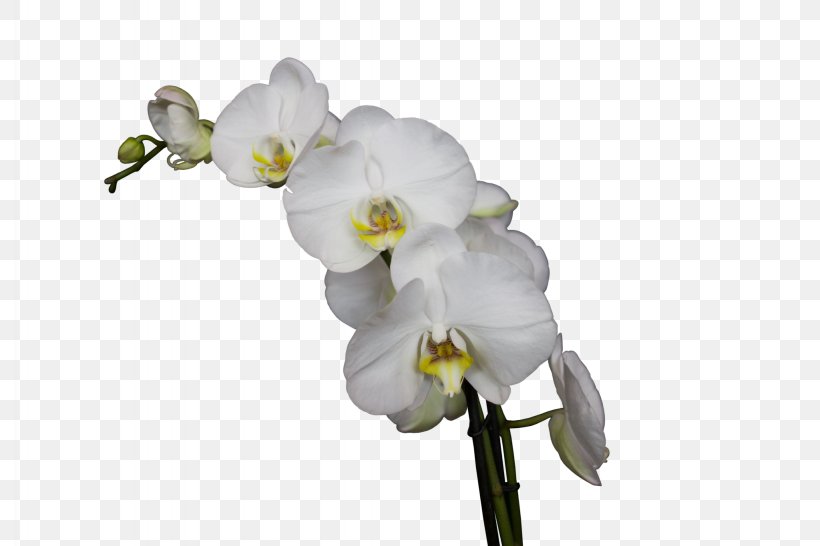 World Of Orchids Moth Orchids Blossom Cut Flowers, PNG, 2048x1365px, Moth Orchids, Blossom, Branch, Cut Flowers, Flower Download Free