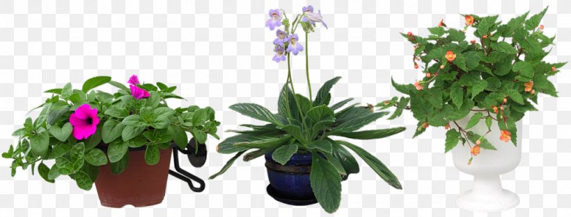 Anthurium Andraeanum Bonsai Woody Plant Houseplant, PNG, 1024x392px, Anthurium Andraeanum, Bonsai, Chimonanthus Praecox, Cut Flowers, Flora Download Free