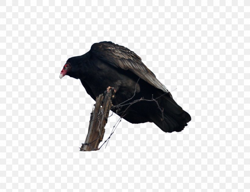 Black Vulture Bird Photography, PNG, 900x692px, Vulture, Animal, Art, Beak, Bird Download Free