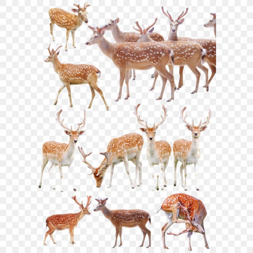 Formosan Sika Deer Poster, PNG, 1212x1212px, Deer, Antler, Fauna, Formosan Sika Deer, Information Download Free