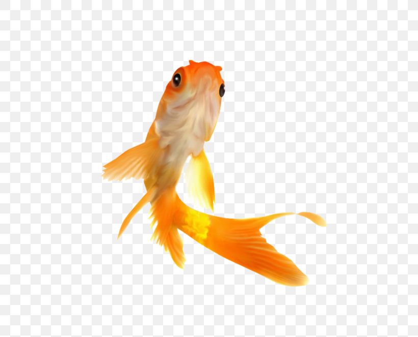 Photography Goldfish Royalty-free, PNG, 800x663px, Photography, Aquarium, Art, Bony Fish, Drawing Download Free