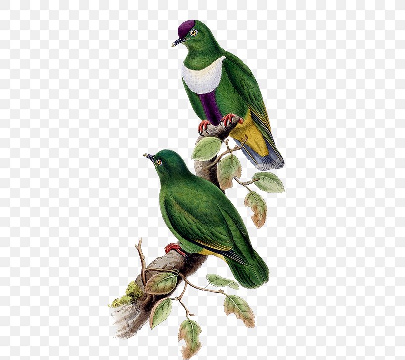 Bird White-bibbed Fruit Dove Clip Art, PNG, 389x729px, Bird, Animal, Beak, Fauna, Finch Download Free