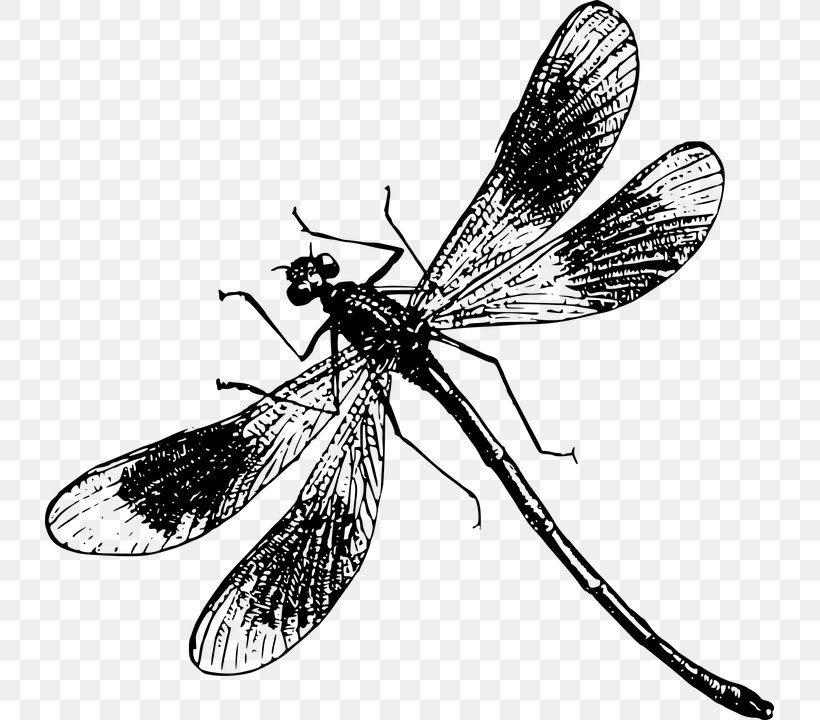 Dragonfly Clip Art, PNG, 729x720px, Dragonfly, Arthropod, Black And White, Dragonflies And Damseflies, Drawing Download Free