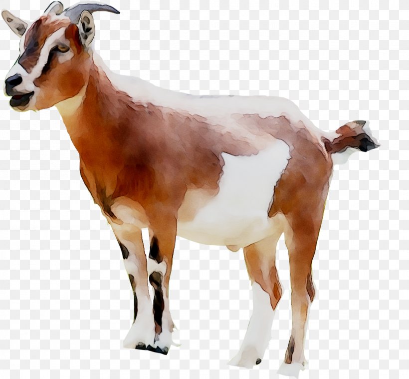 Goat Clip Art Ochsenhofer Sheep, PNG, 1141x1057px, Goat, Animal Figure, Austria, Cattle, Cowgoat Family Download Free