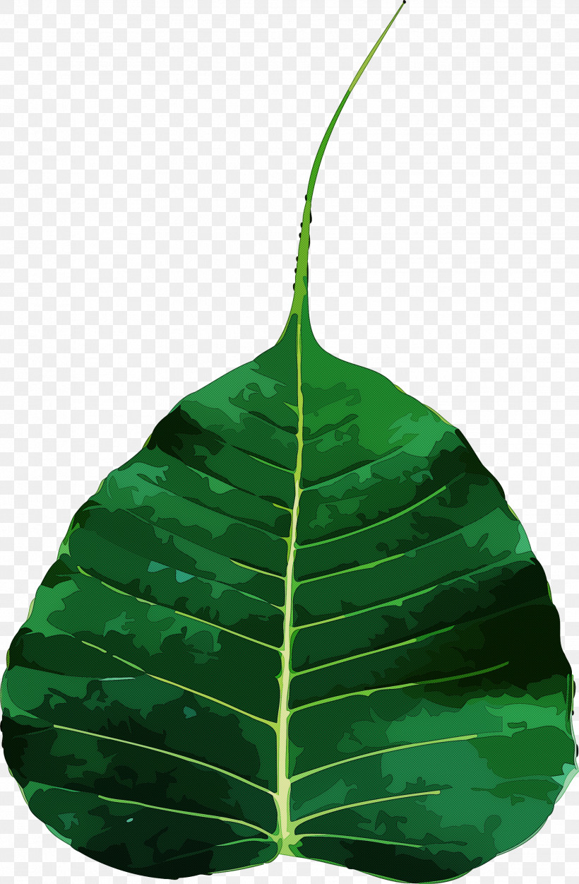 Bodhi Day, PNG, 1966x3000px, Bodhi Day, Biology, Green, Leaf, Plant Structure Download Free