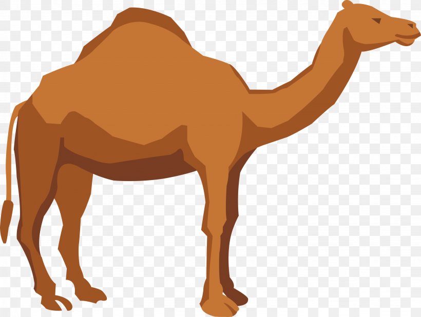 Dromedary Apache Camel Illustration, PNG, 3079x2321px, Dromedary, Animation, Apache Camel, Apache Maven, Arabian Camel Download Free