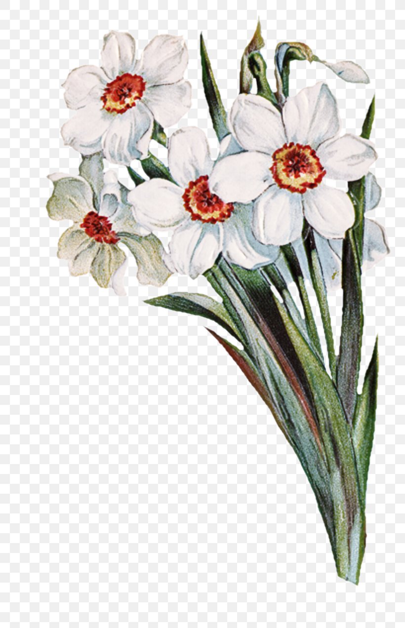 Flower Flowering Plant Plant Narcissus Petal, PNG, 800x1272px, Flower, Amaryllis Family, Cut Flowers, Flowering Plant, Moth Orchid Download Free