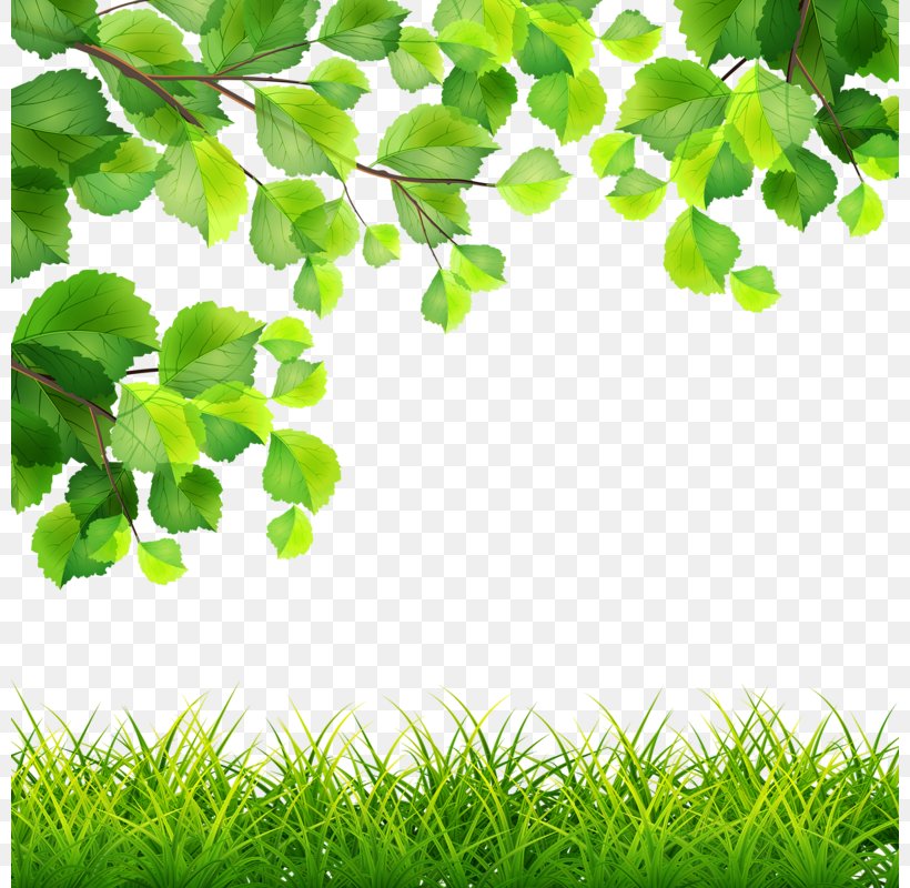 Green Royalty-free Branch Illustration, PNG, 800x800px, Green, Branch, Drawing, Grass, Groundcover Download Free