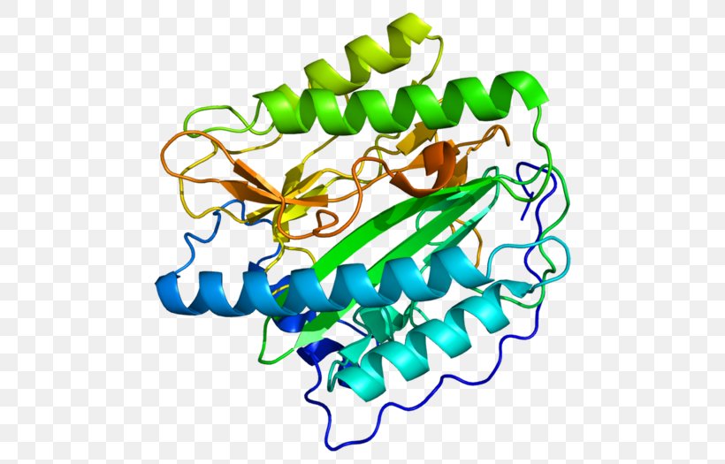 METAP1 Methionyl Aminopeptidase Protein Enzyme, PNG, 500x525px, Aminopeptidase, Area, Artwork, Cephalosporin, Enzyme Download Free