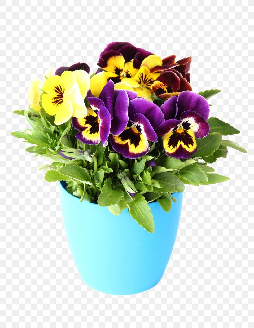 Pansy Photography Flower Color Yellow, PNG, 800x1058px, Pansy, Blue, Color, Cut Flowers, Floral Design Download Free