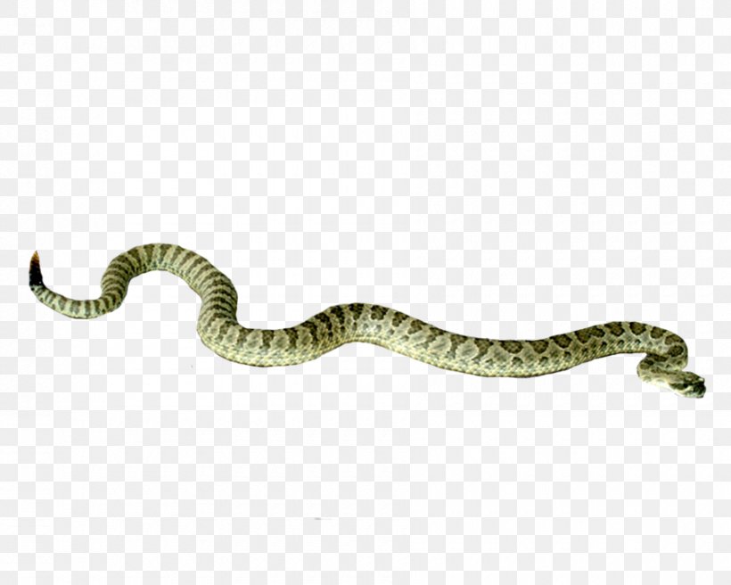 Rattlesnake Wallpaper, PNG, 900x720px, Snake, Apng, Cobra, Coral Snake, Rattlesnake Download Free