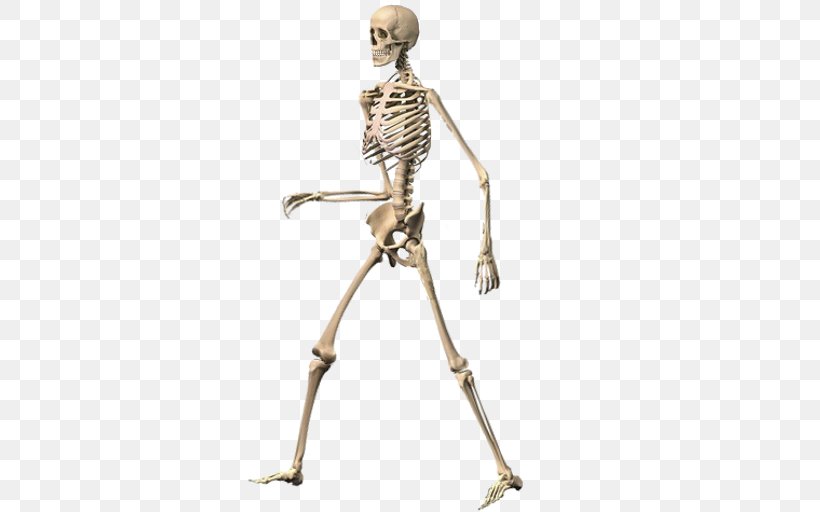 Skeleton Ragdoll, Walking Dead Human Skeleton Duck Farm, PNG, 512x512px, Skeleton Ragdoll Walking Dead, Android, Arm, Bone, Crus Download Free