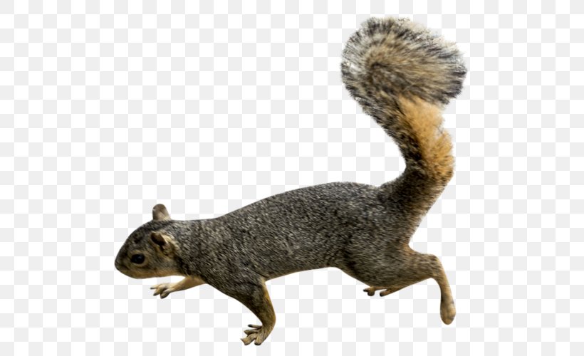 Squirrel Scrat Clip Art, PNG, 500x500px, Squirrel, American Red Squirrel, Douglas Squirrel, Fauna, Fox Squirrel Download Free