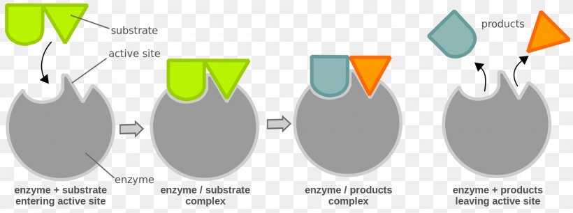 Chemical Reaction Enzyme Substrate Enzyme Catalysis, PNG, 2000x747px, Chemical Reaction, Activation Energy, Active Site, Area, Biocatalysis Download Free