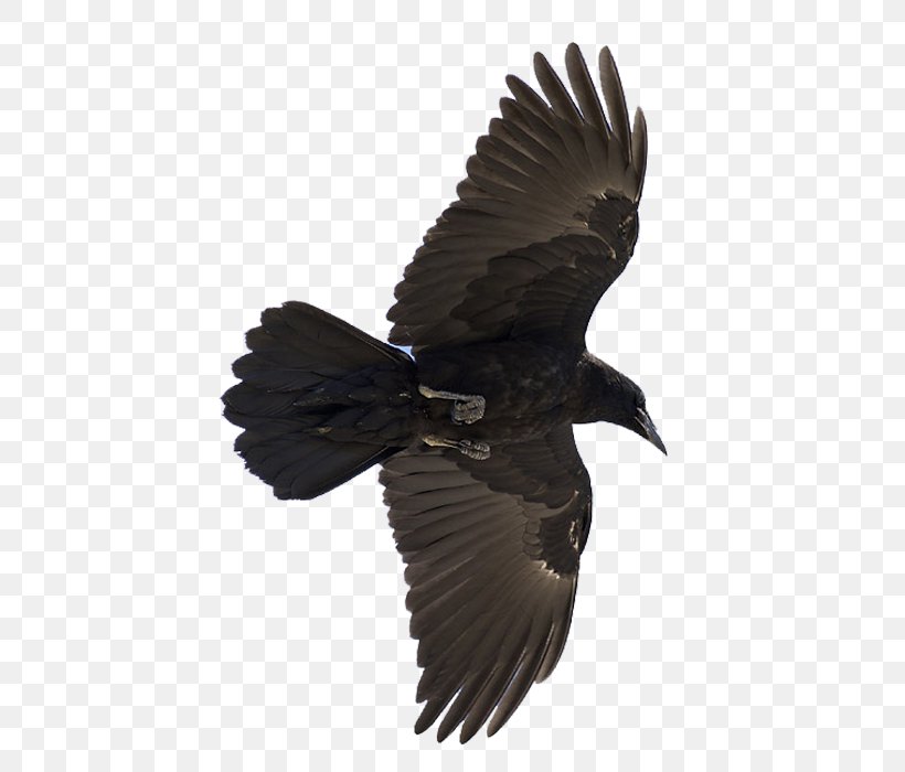 Common Raven Odin Bird Huginn And Muninn, PNG, 700x700px, Common Raven, Beak, Bird, Bird Of Prey, Crow Download Free