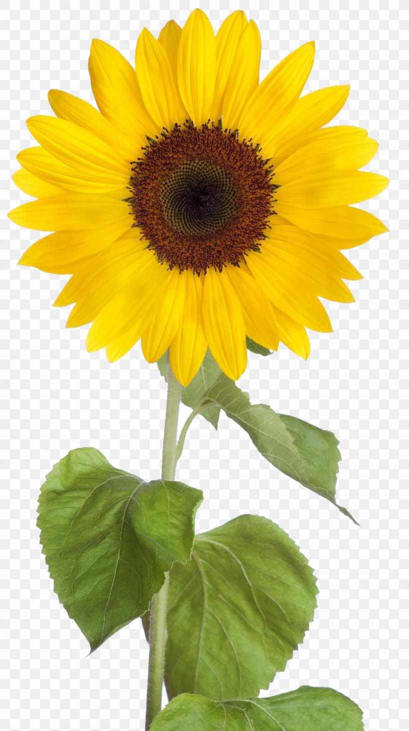 Common Sunflower Clip Art, PNG, 902x1611px, Common Sunflower, Annual Plant, Asterales, Daisy Family, Display Resolution Download Free