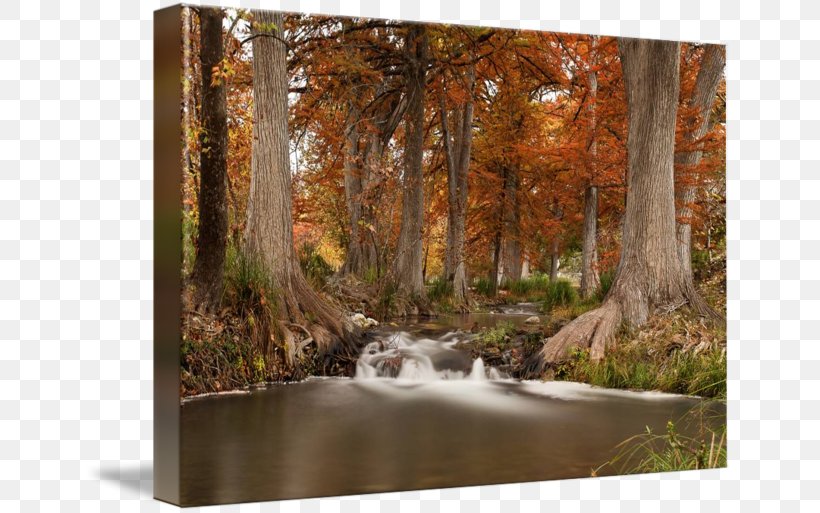 Guadalupe River Gallery Wrap /m/083vt Painting Canvas, PNG, 650x513px, Guadalupe River, Art, Autumn, Bayou, Biome Download Free