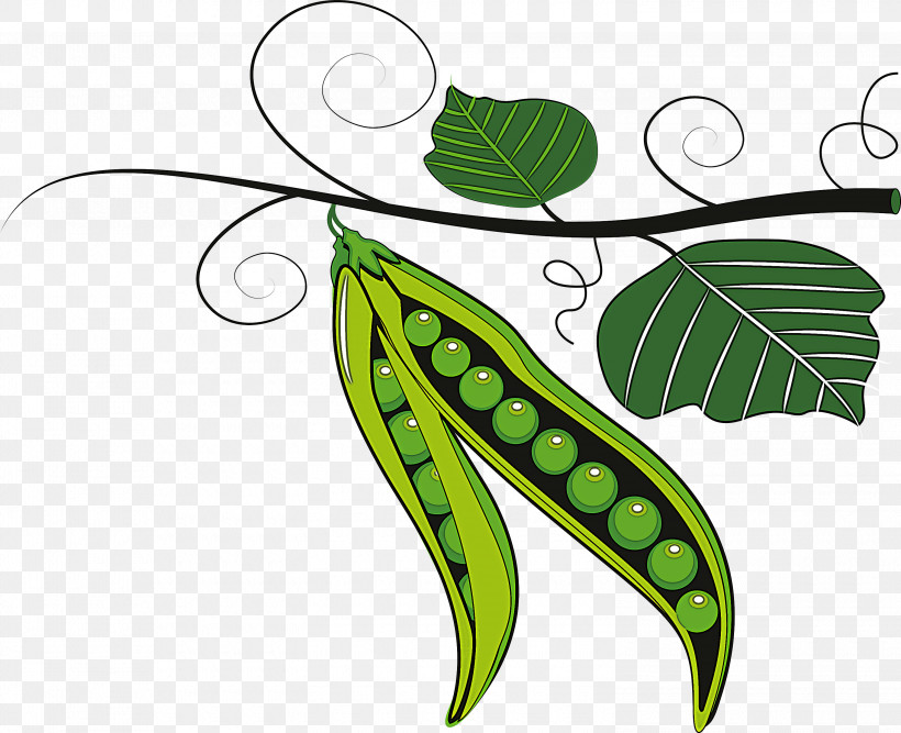 Leaf Green Plant Pea Legume, PNG, 3000x2441px, Leaf, Branch, Flower, Fruit, Green Download Free