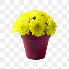 Potted Chrysanthemum - Chrysanthemum Flowerpot Transvaal Daisy Bonsai PNG