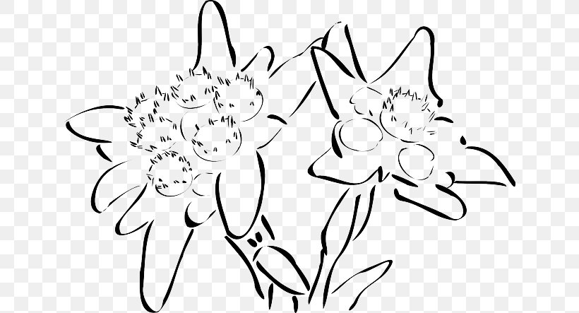 Drawing Edelweiss Clip Art, PNG, 640x443px, Drawing, Area, Art, Artwork, Black Download Free