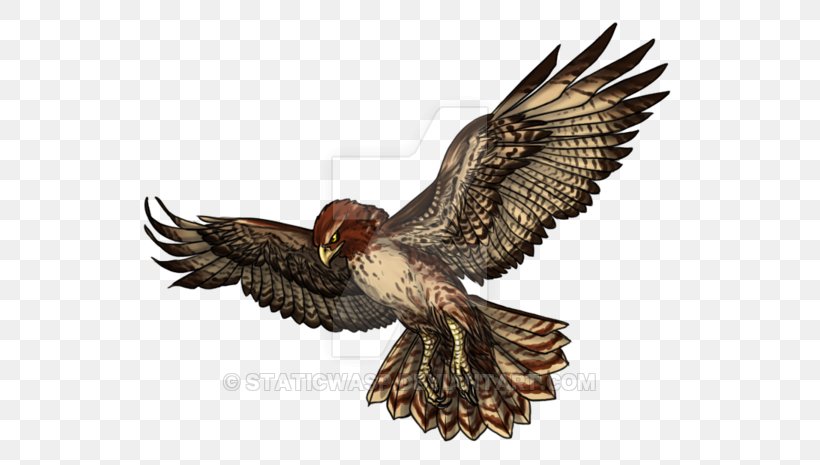 Eagle Buzzard Hawk Stock Photography Beak, PNG, 600x465px, Eagle, Accipitriformes, Beak, Bird, Bird Of Prey Download Free