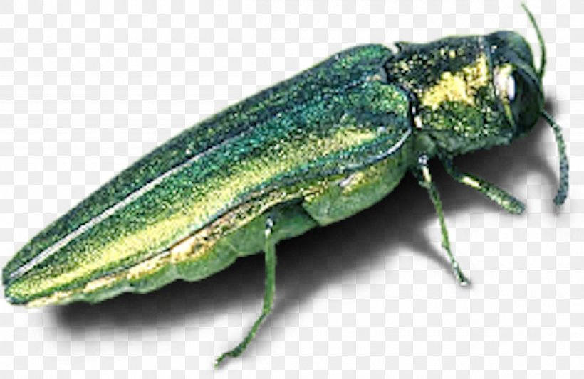 Emerald Ash Borer Beetle Tree Invasive Species, PNG, 1200x781px, Emerald Ash Borer, Arborist, Arthropod, Ash, Beetle Download Free