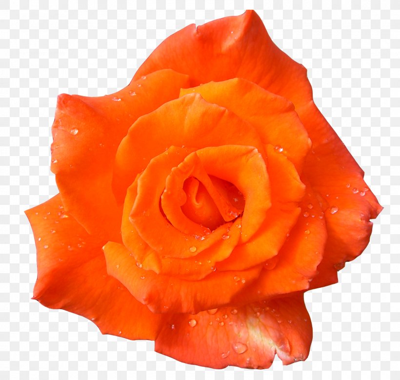 Flower Desktop Wallpaper Clip Art, PNG, 1600x1521px, Flower, Art, Blue Rose, Cut Flowers, Floribunda Download Free