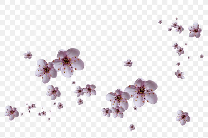Cherry Blossom Violet Branch, PNG, 1280x850px, Flower, Blossom, Branch, Cherry Blossom, Lilac Download Free