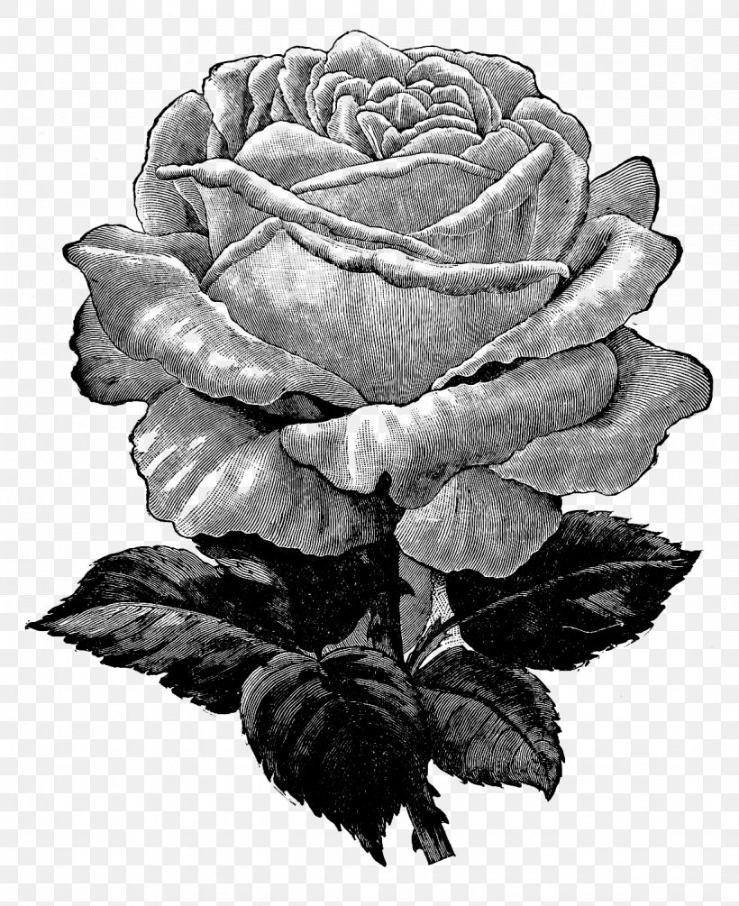 Rose Color Clip Art, PNG, 1228x1506px, Rose, Artwork, Black And White, Color, Cut Flowers Download Free