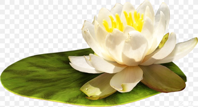 Water Lily Clip Art Sacred Lotus Watercolor Painting, PNG, 1200x652px, Water Lily, Aquatic Plant, Botany, Drawing, Flower Download Free