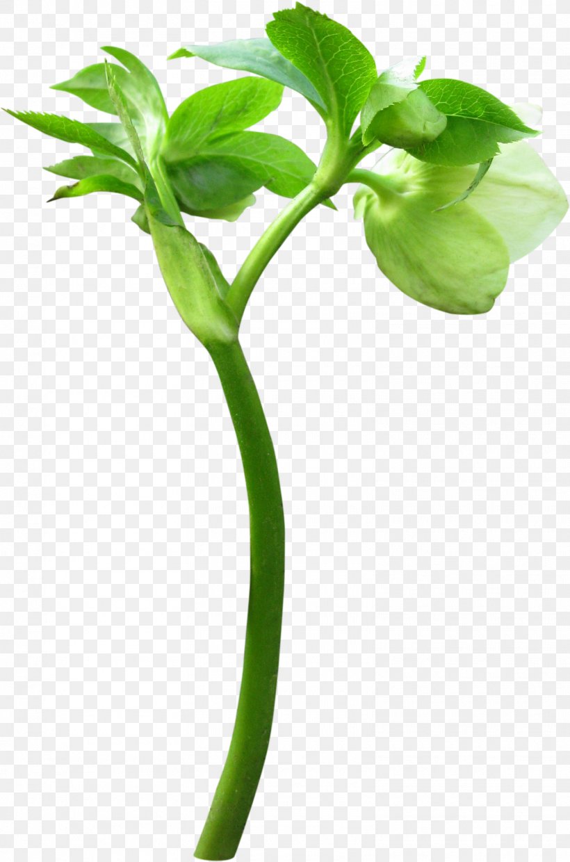 Bud Flower Plant Leaf, PNG, 1570x2376px, Bud, Cut Flowers, Data Compression, Digital Image, Flower Download Free