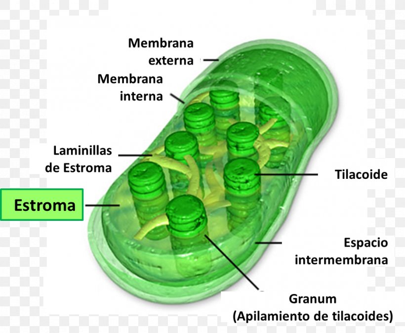 Chloroplast Chlorophyll Photosynthesis Stroma Cell, PNG, 935x769px, Chloroplast, Algae, Cell, Cell Nucleus, Cell Wall Download Free