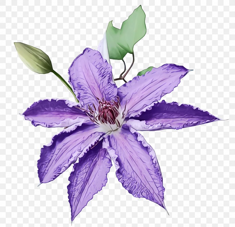 Flower Flowering Plant Purple Violet Plant, PNG, 2036x1968px, Watercolor, Bellflower, Bellflower Family, Clematis, Flower Download Free