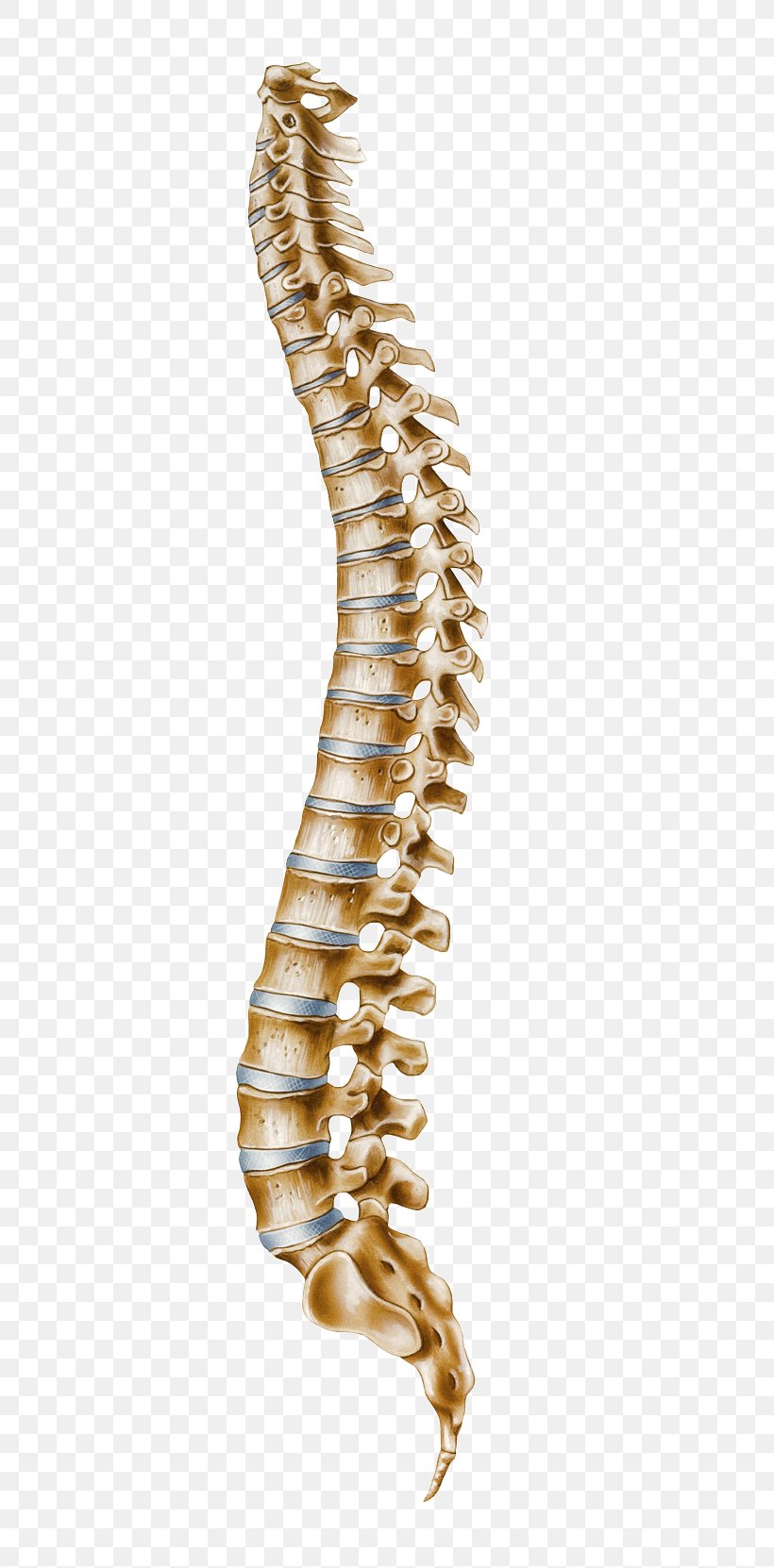 human-vertebral-column-atlas-cervical-vertebrae-png-800x1662px-human