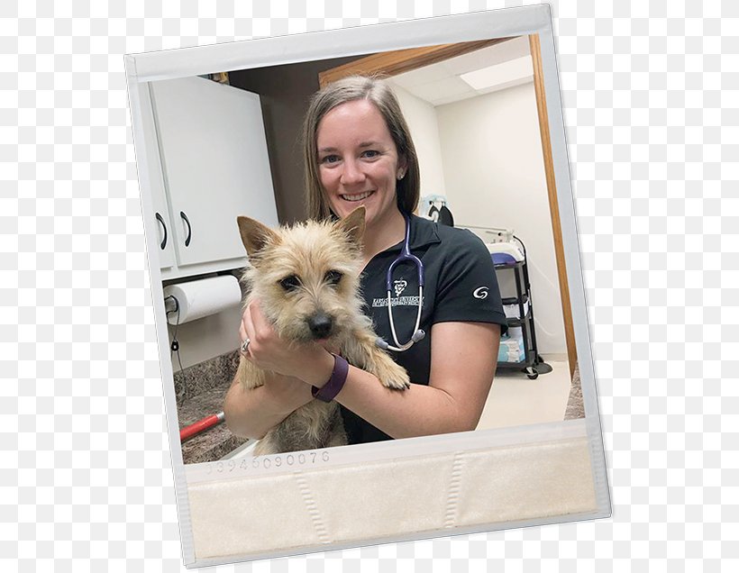 Norwich Terrier Cairn Terrier Norfolk Terrier Dog Breed Companion Dog, PNG, 550x636px, Norwich Terrier, Breed, Breed Group Dog, Cairn Terrier, Carnivoran Download Free