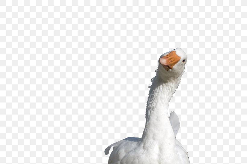 Roast Goose Duck Ganso Anjou, PNG, 1740x1156px, Goose, Anatidae, Anjou, Beak, Bird Download Free