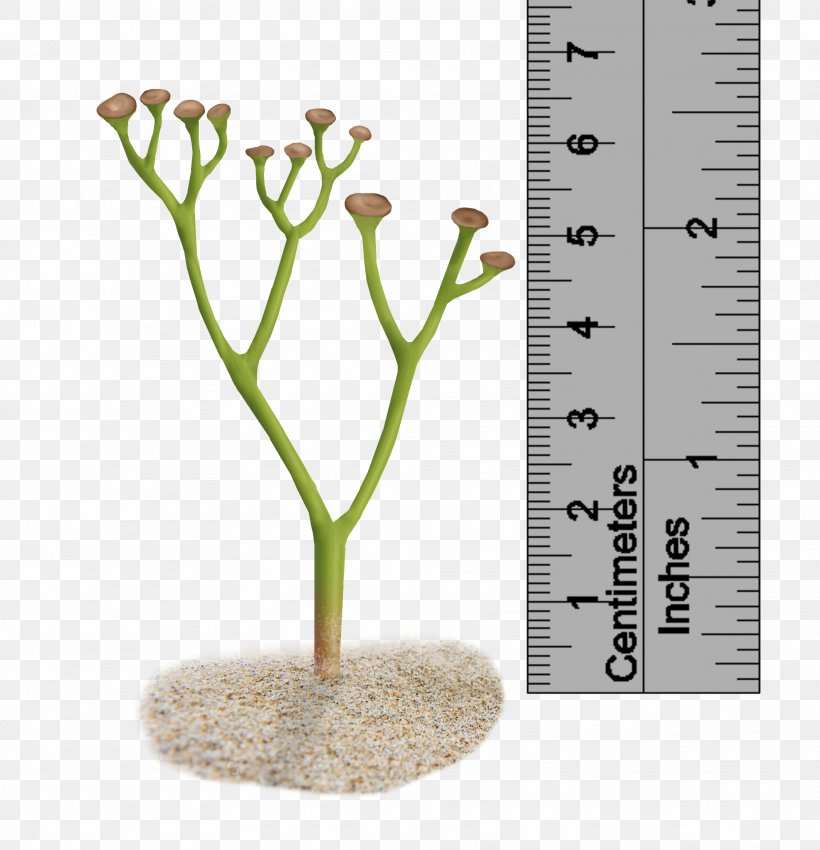 Cooksonia Pertoni Plant Silurian Polysporangiophyte, PNG, 1972x2045px, Cooksonia, Branch, Carboniferous, Devonian, Flowerpot Download Free