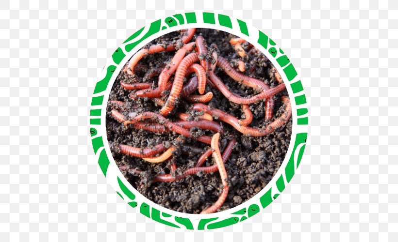Earthworm Vermicompost Perionyx Excavatus, PNG, 500x500px, Worm, Agriculture, Animal, Biodegradable Waste, Compost Download Free