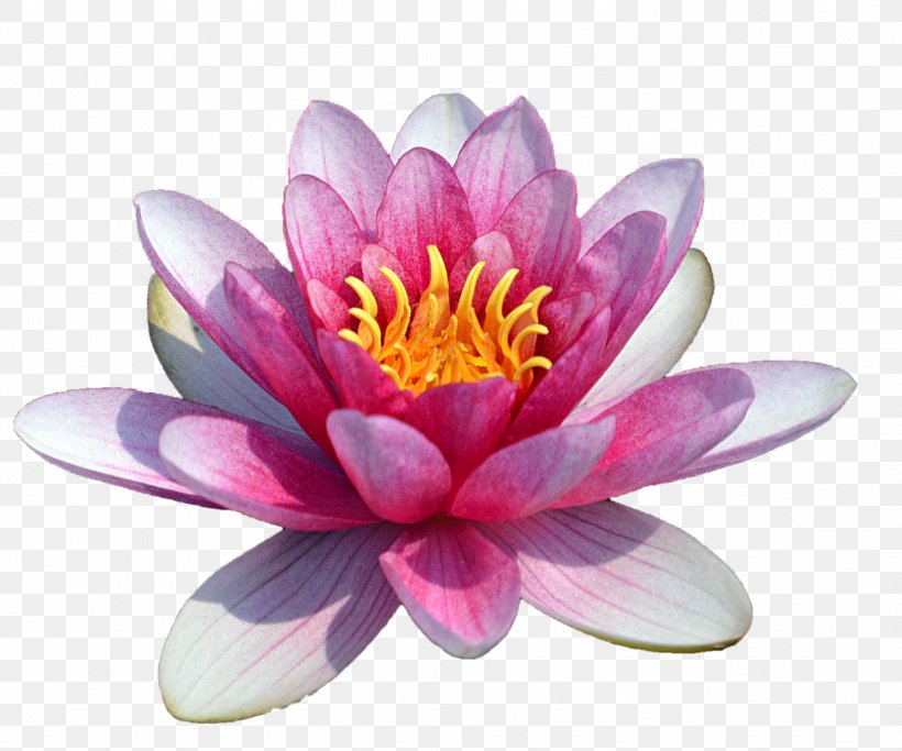 Egyptian Lotus Clip Art, PNG, 1024x853px, Egyptian Lotus, Aquatic Plant, Bbcode, Display Resolution, Flower Download Free