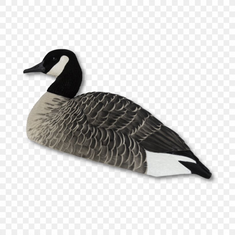 Canada Goose Duck Greylag Goose, PNG, 1000x1000px, Goose, Anatidae, Beak, Bird, Branta Download Free