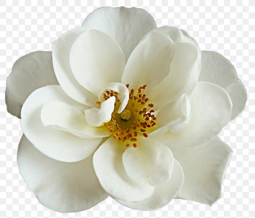 Flower Bouquet White Rose, PNG, 964x828px, Flower, Cut Flowers, Flower Bouquet, Flowering Dogwood, Flowering Plant Download Free