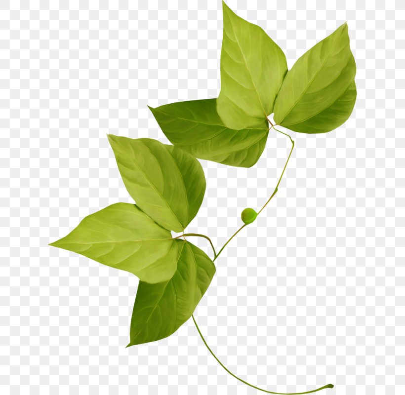 Leaf Plant Flower Variegation Clip Art, PNG, 626x800px, Leaf, Branch, Fiddleleaf Fig, Flower, Frond Download Free