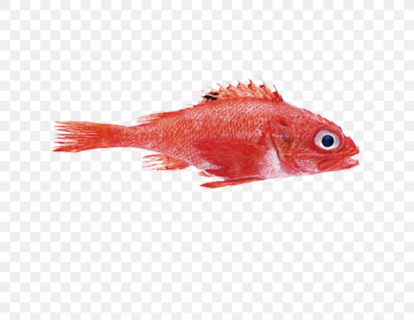 Northern Red Snapper Seafood Mullus Barbatus Fish, PNG, 648x635px, Northern Red Snapper, European Perch, Fish, Marine Biology, Mullus Barbatus Download Free