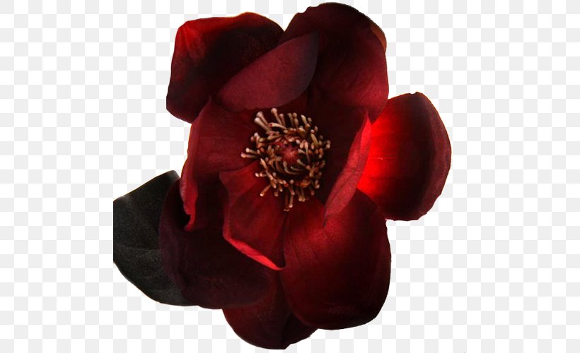 Petal Rose Family Cut Flowers, PNG, 500x500px, Petal, Cut Flowers, Flower, Flowering Plant, Magenta Download Free