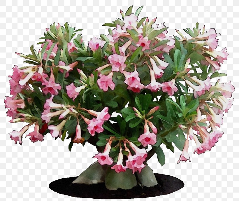 Watercolor Pink Flowers, PNG, 800x689px, Watercolor, Adenium, Adenium Arabicum, Adenium Multiflorum, Adenium Obesum Download Free